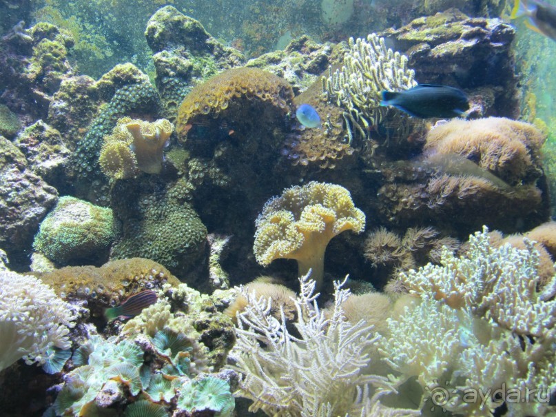 Дайвинг интереснее.