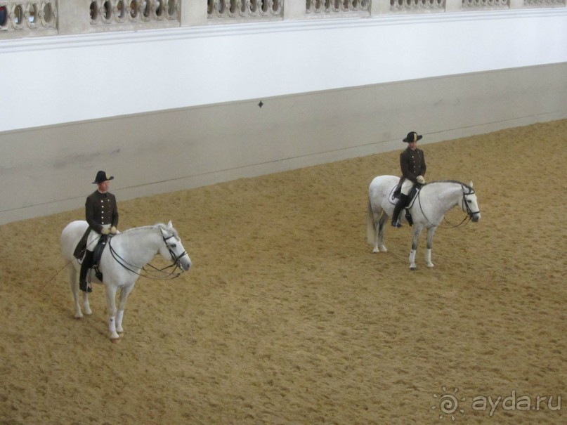 Великолепные лошади сказочной красоты! 
