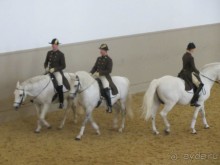 Великолепные лошади сказочной красоты! 