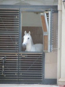 Великолепные лошади сказочной красоты! 