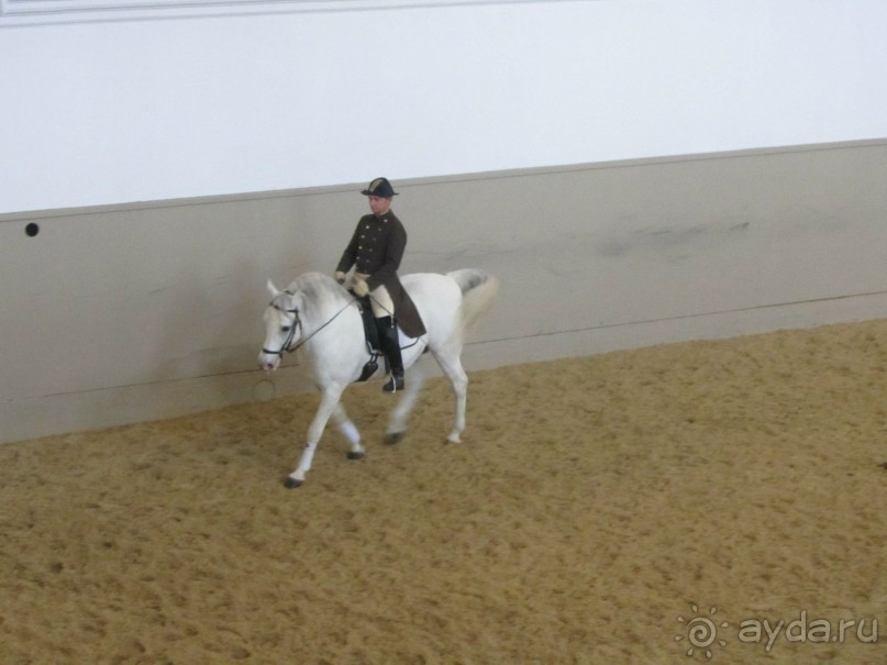 Великолепные лошади сказочной красоты! 