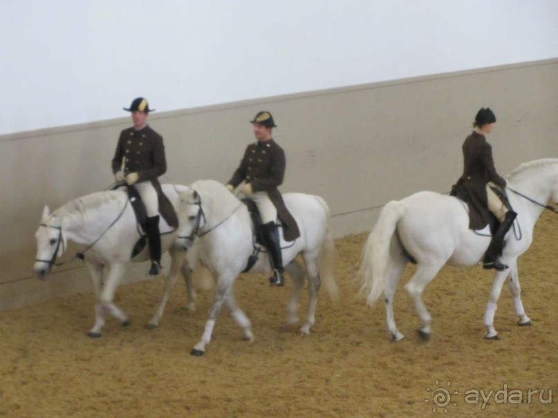 Великолепные лошади сказочной красоты! 