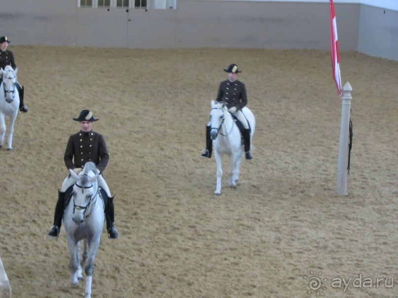 Великолепные лошади сказочной красоты! 