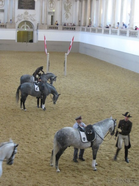 Великолепные лошади сказочной красоты! 