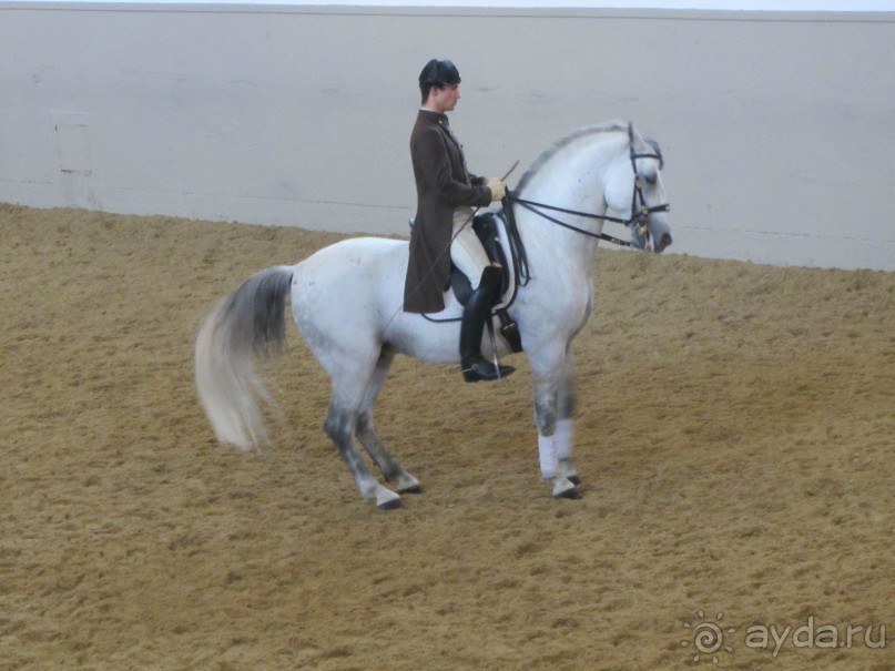 Великолепные лошади сказочной красоты! 