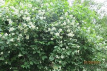 "Зеленые" легкие Мадрида!