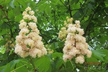 "Зеленые" легкие Мадрида!