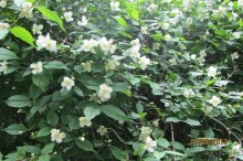 "Зеленые" легкие Мадрида!