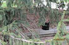 "Зеленые" легкие Мадрида!