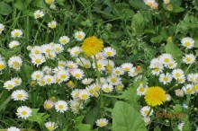 "Зеленые" легкие Мадрида!