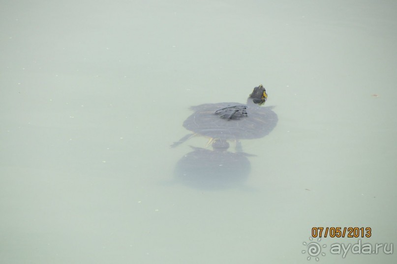 "Зеленые" легкие Мадрида!