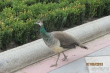 "Зеленые" легкие Мадрида!