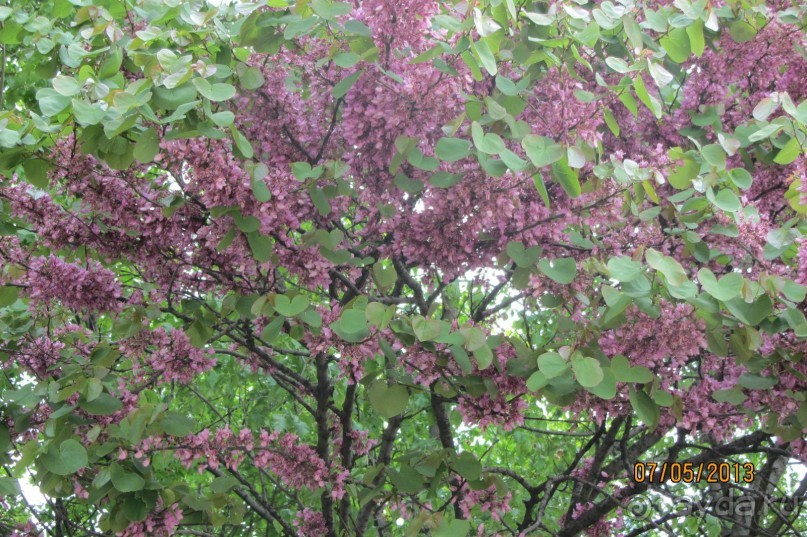 "Зеленые" легкие Мадрида! "Зеленые" легкие Мадрида!