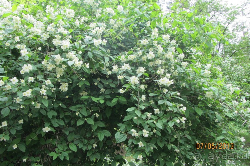 "Зеленые" легкие Мадрида! "Зеленые" легкие Мадрида!