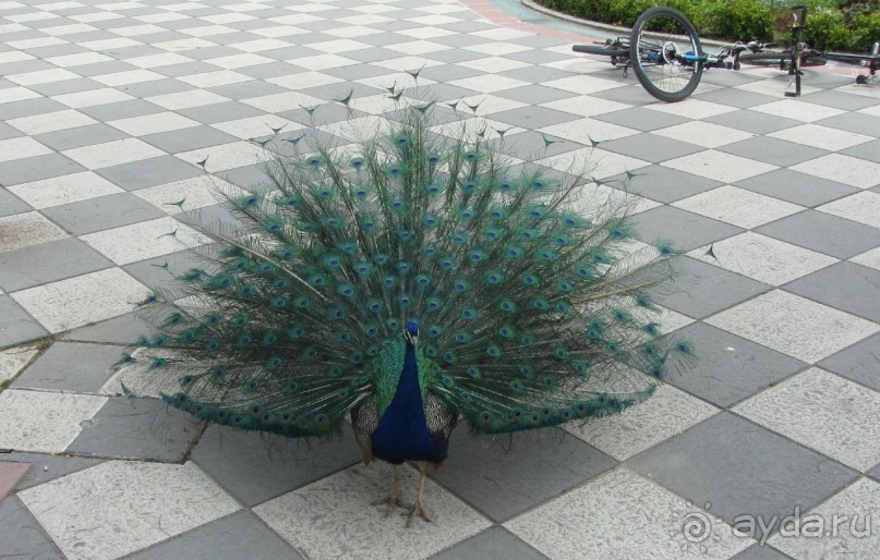 "Зеленые" легкие Мадрида! "Зеленые" легкие Мадрида!