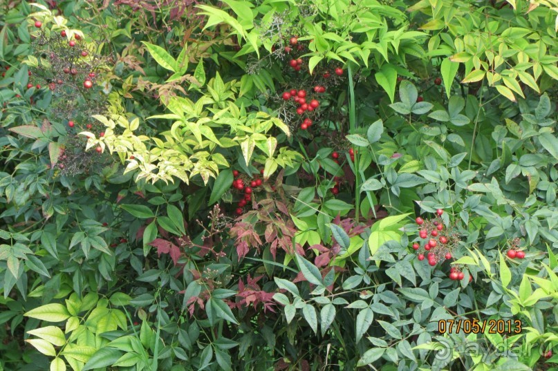 "Зеленые" легкие Мадрида! "Зеленые" легкие Мадрида!