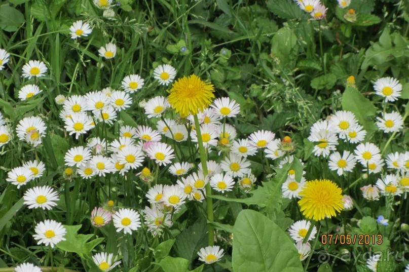 "Зеленые" легкие Мадрида! "Зеленые" легкие Мадрида!