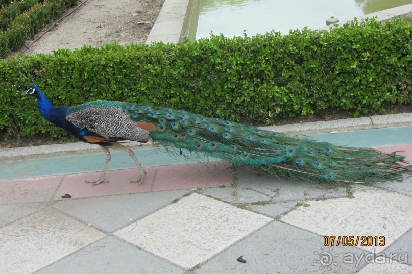 "Зеленые" легкие Мадрида! "Зеленые" легкие Мадрида!