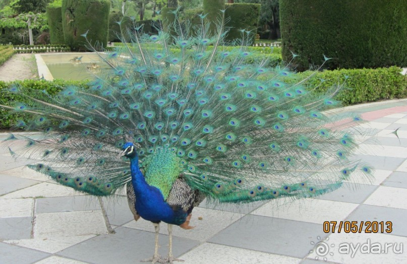 "Зеленые" легкие Мадрида! "Зеленые" легкие Мадрида!