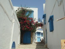 Тунис, любовь моя!