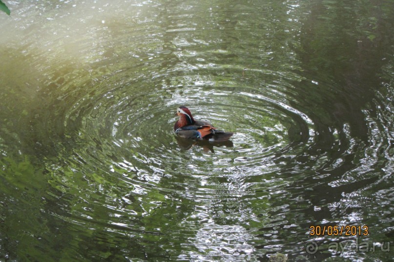 Красивейший дворцово-парковый комплекс! 