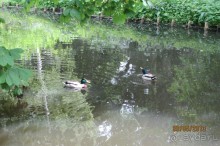 Красивейший дворцово-парковый комплекс! 