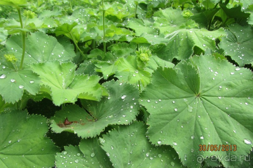 Красивейший дворцово-парковый комплекс! 