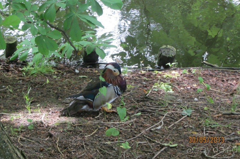 Красивейший дворцово-парковый комплекс! 