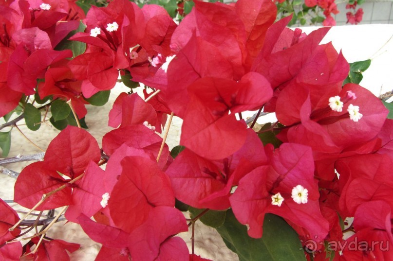 фото Paradis Beach