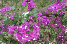 фото Paradis Beach