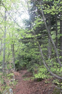 Улудаг - "зеленые легкие" Бурсы!