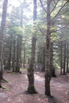 Улудаг - "зеленые легкие" Бурсы!