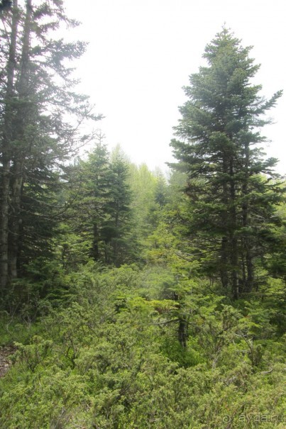 Улудаг - "зеленые легкие" Бурсы!