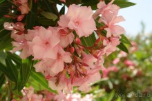 Этот сказочный остров ЗАКИНФ