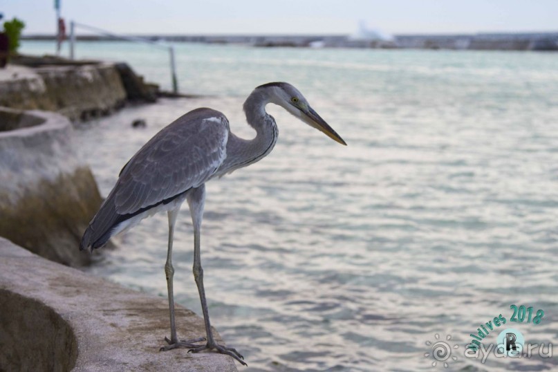 Elladhoo by Cinnamon 4*