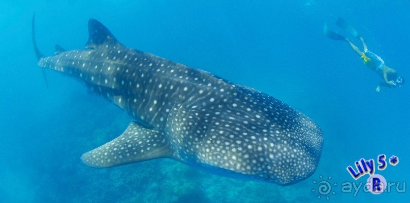 Эти фотки нашёл на флешке, любезно презентованной в Lily Beach Resort &amp; Spa 5*