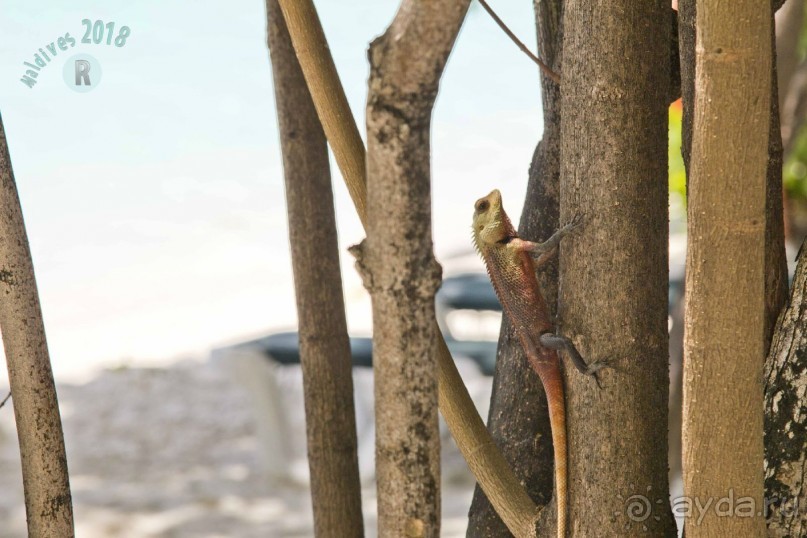 Vilamendhoo Island Resort &amp; Spa 4*