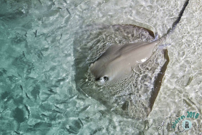 Sun Island Resort &amp; Spa 4*