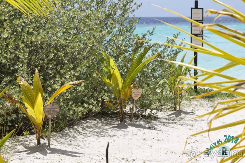 Lily Beach Resort &amp; Spa 5*
50$ и у тебя личная пальма