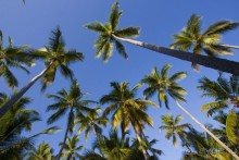 Доминикака