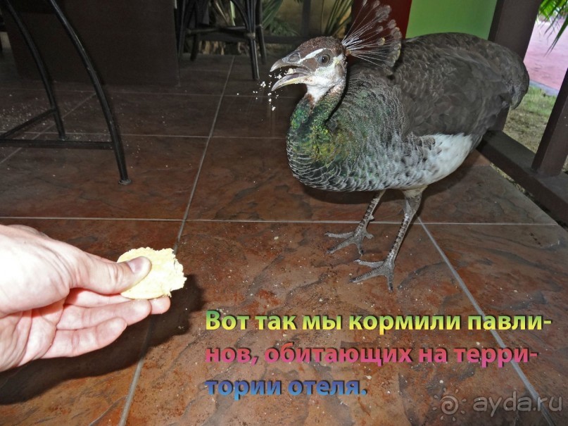 Доминикака