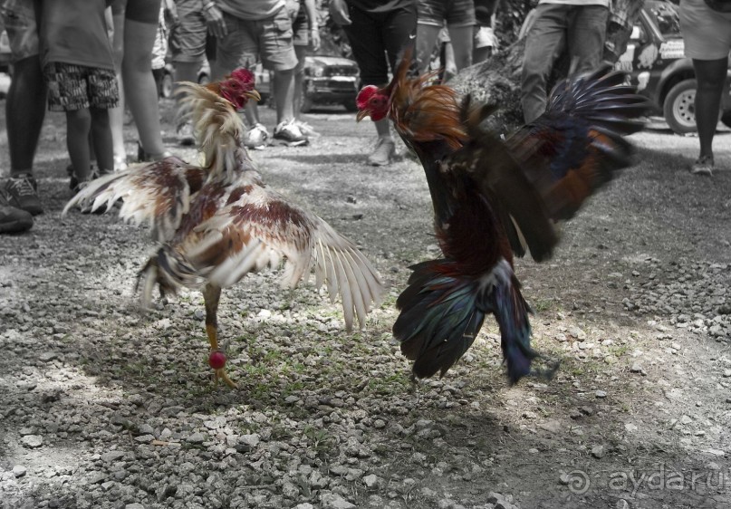 Доминикака