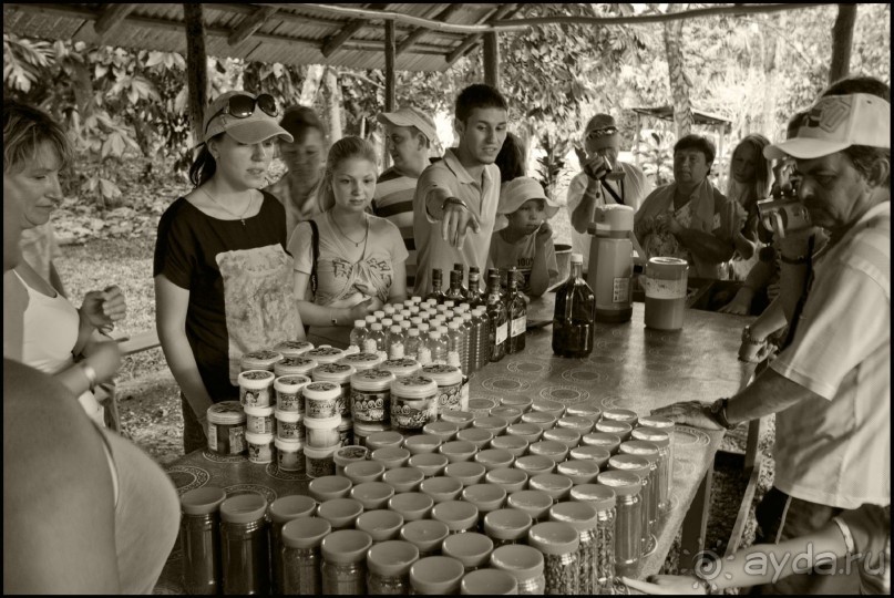 Доминикака