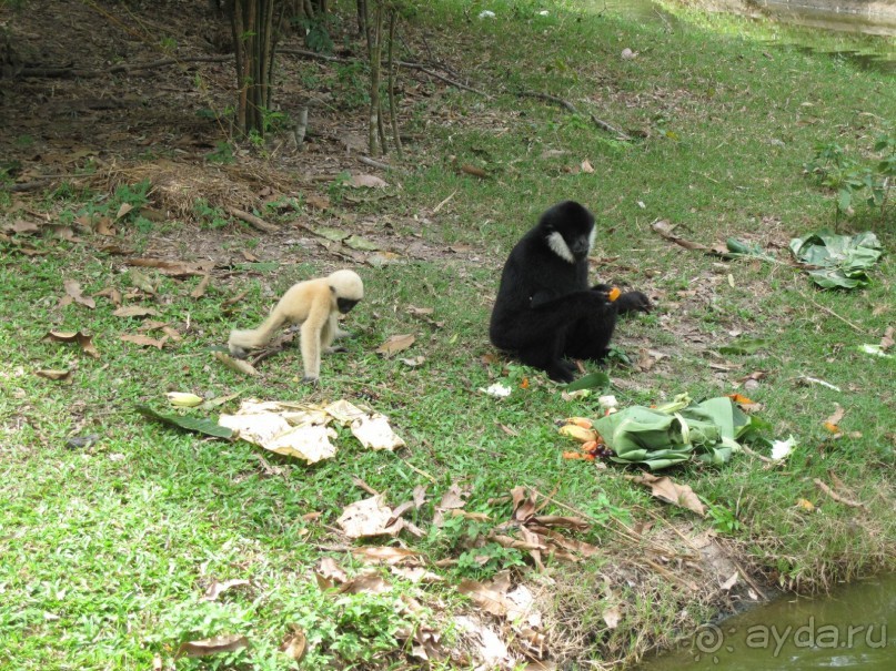 Незабываемый прыжок.