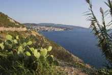 Сосна негра Монти.