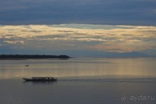 Сосна негра Монти.