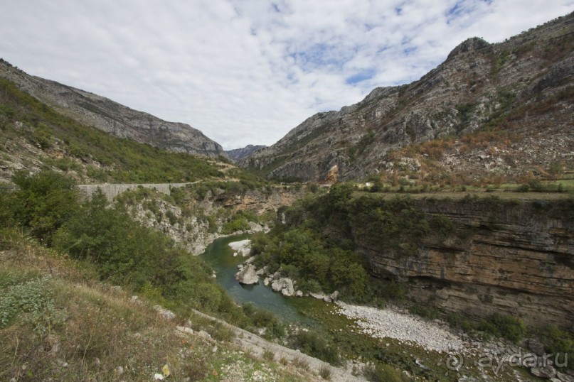 Сосна негра Монти.