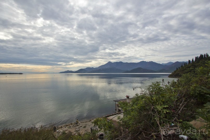 Сосна негра Монти.