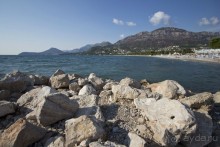 Сосна негра Монти.