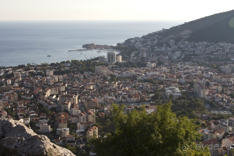 Сосна негра Монти.